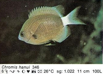 Chromis hanui